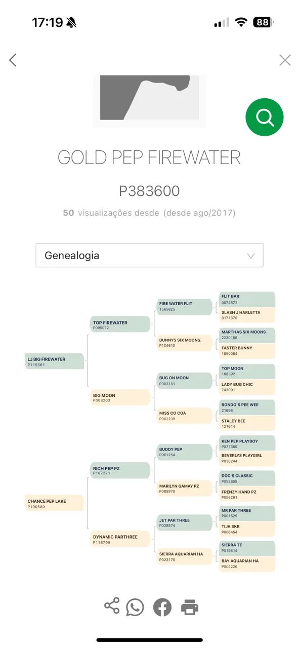 Potro palomino PO - Foto 2