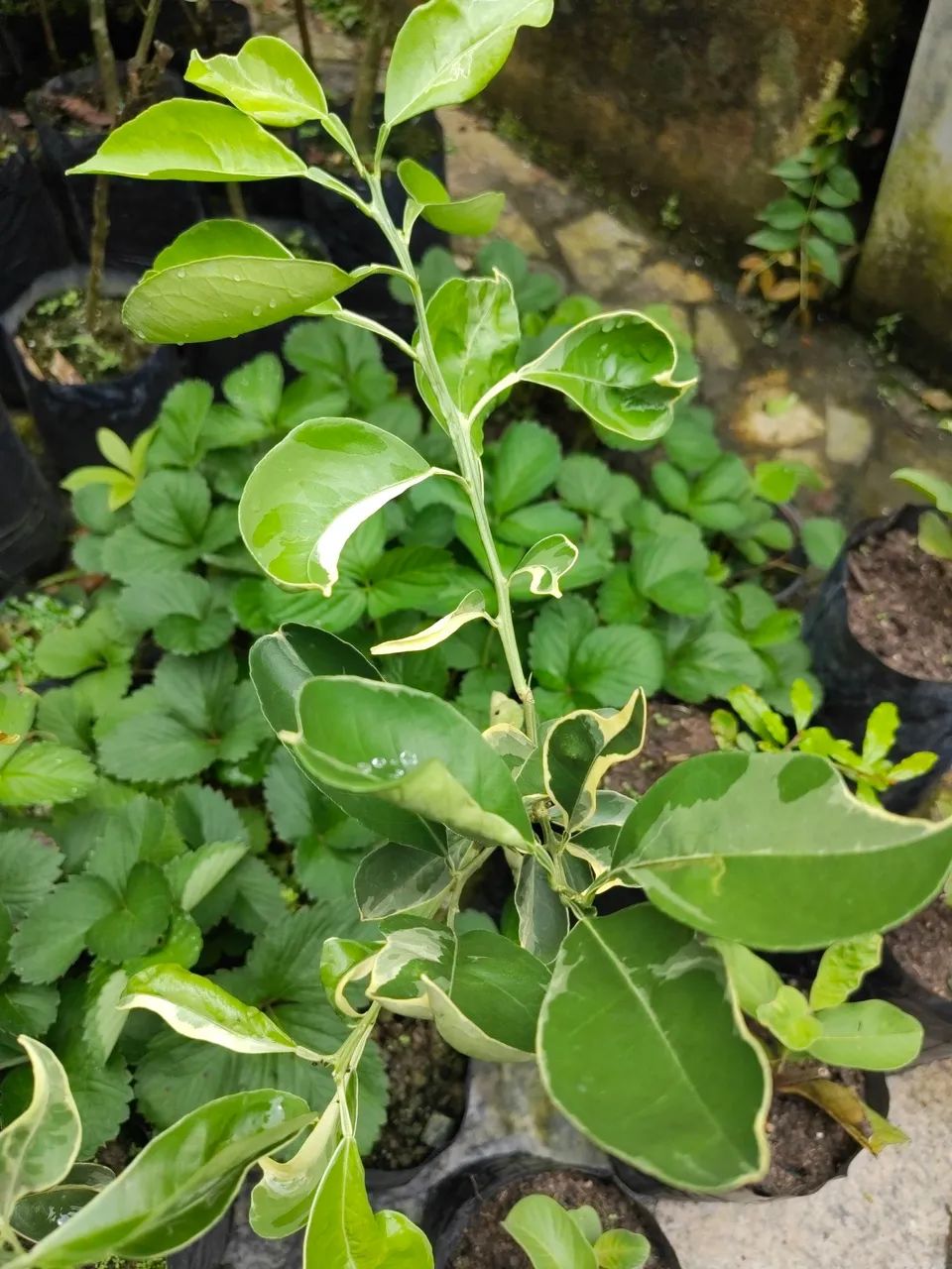 Mudas de Laranja Melancia Enxertada