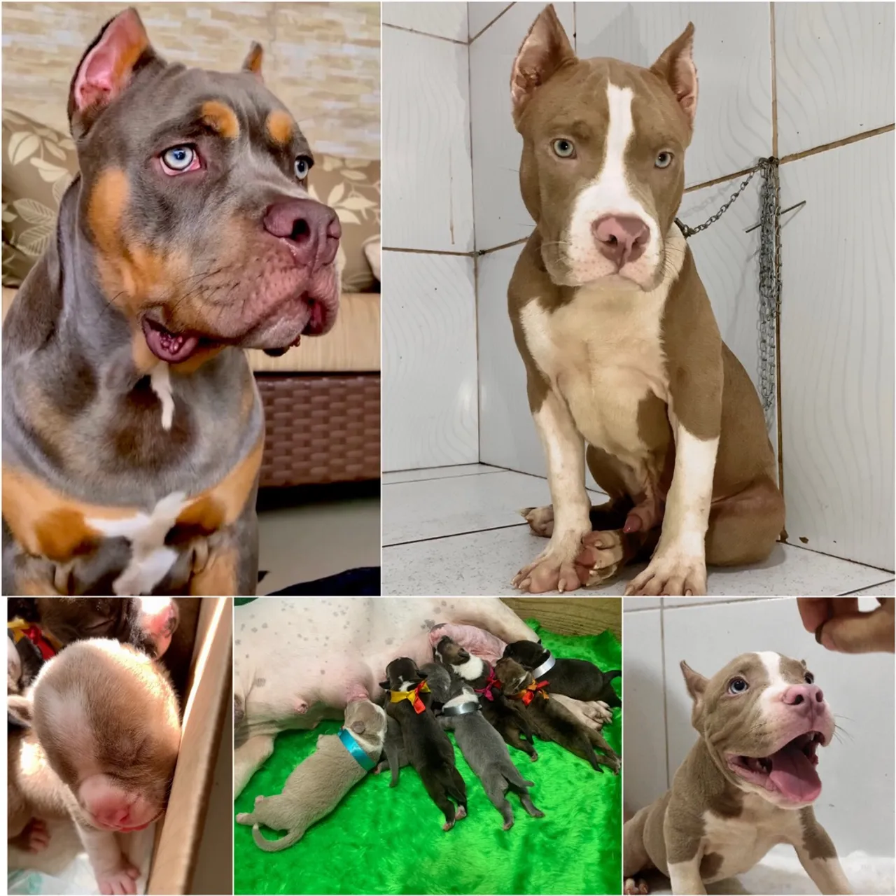 American Bully FILHOTE (PEDIGREE, MICROCHIP, VACINADO E VERMÍFUGADO) até 12x