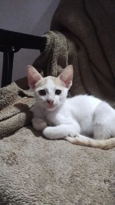 Gatinho branco e laranja para adoção