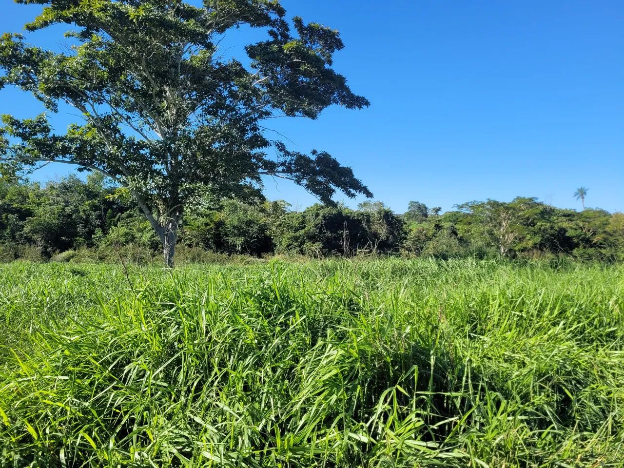 Área em Coxim, venda ou arrendamento. - Foto 3