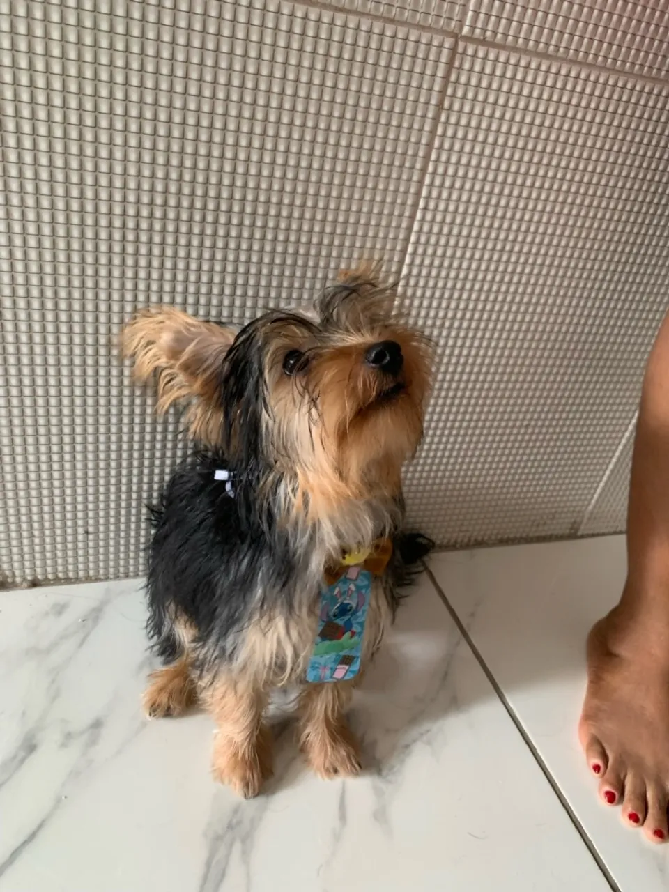 Filhote de Yorkshire Terrier