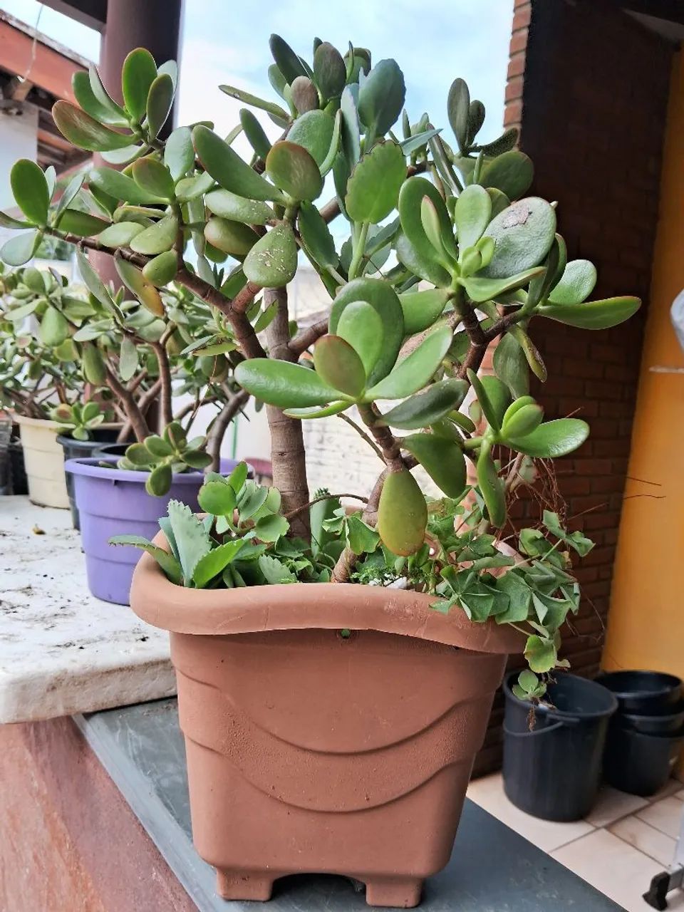 Planta em vaso, zamioculcas e jade,  atrai prosperidade,  riqueza, intuição  - Foto 3