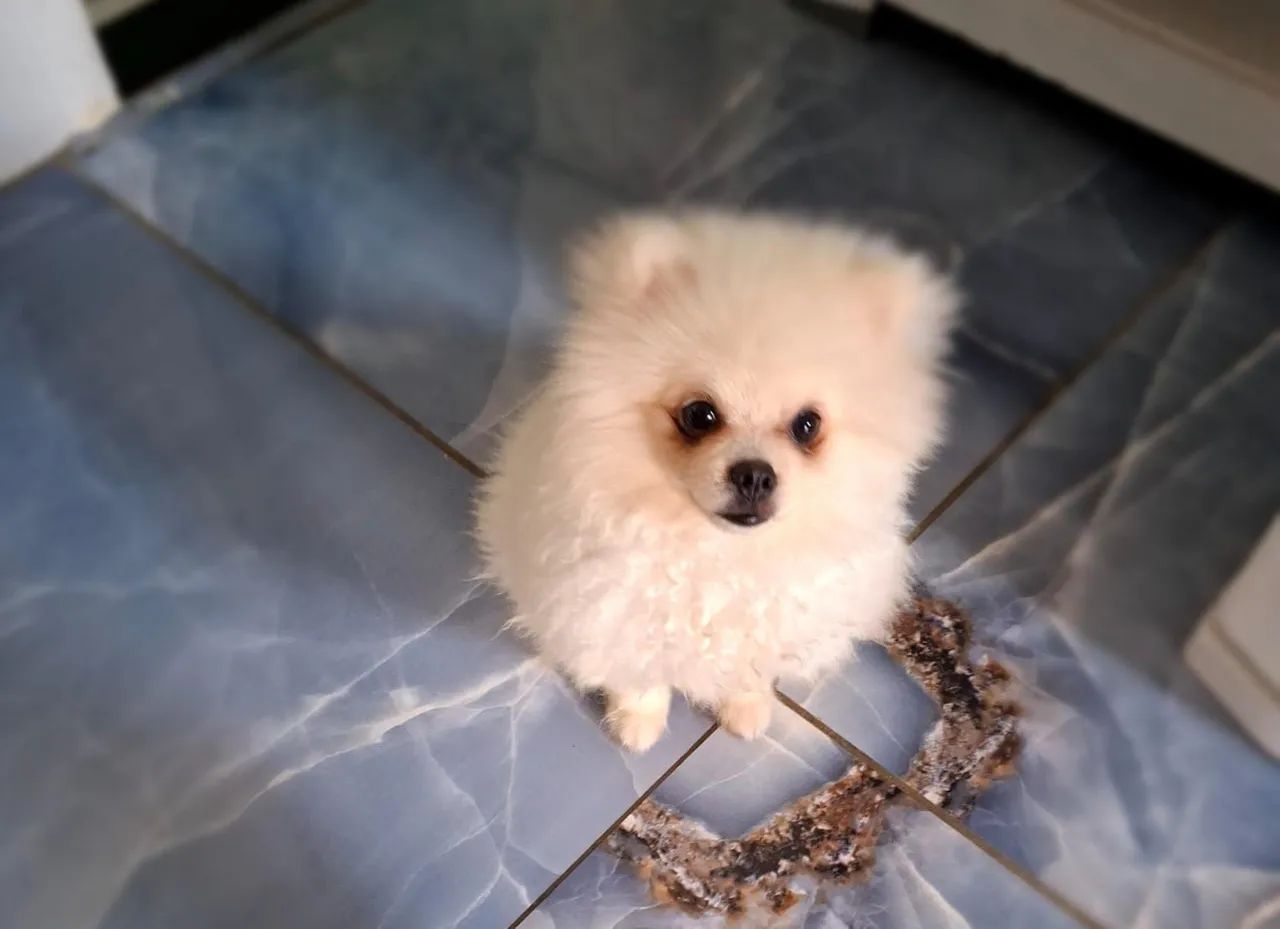 Vende se Splinte alemão ( Lulu da Pomerânia) - Foto 3