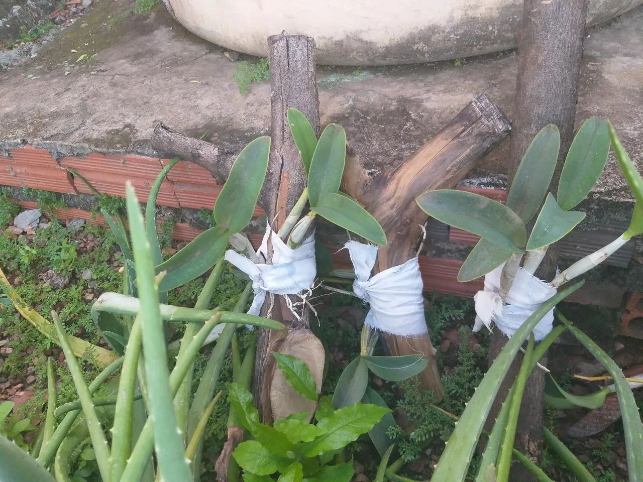 Mudas de orquídea 