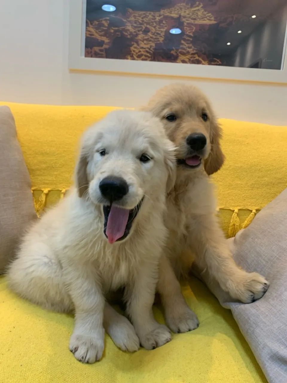 Filhote Golden Retriever - Fofo e Brincalhão - Foto 2