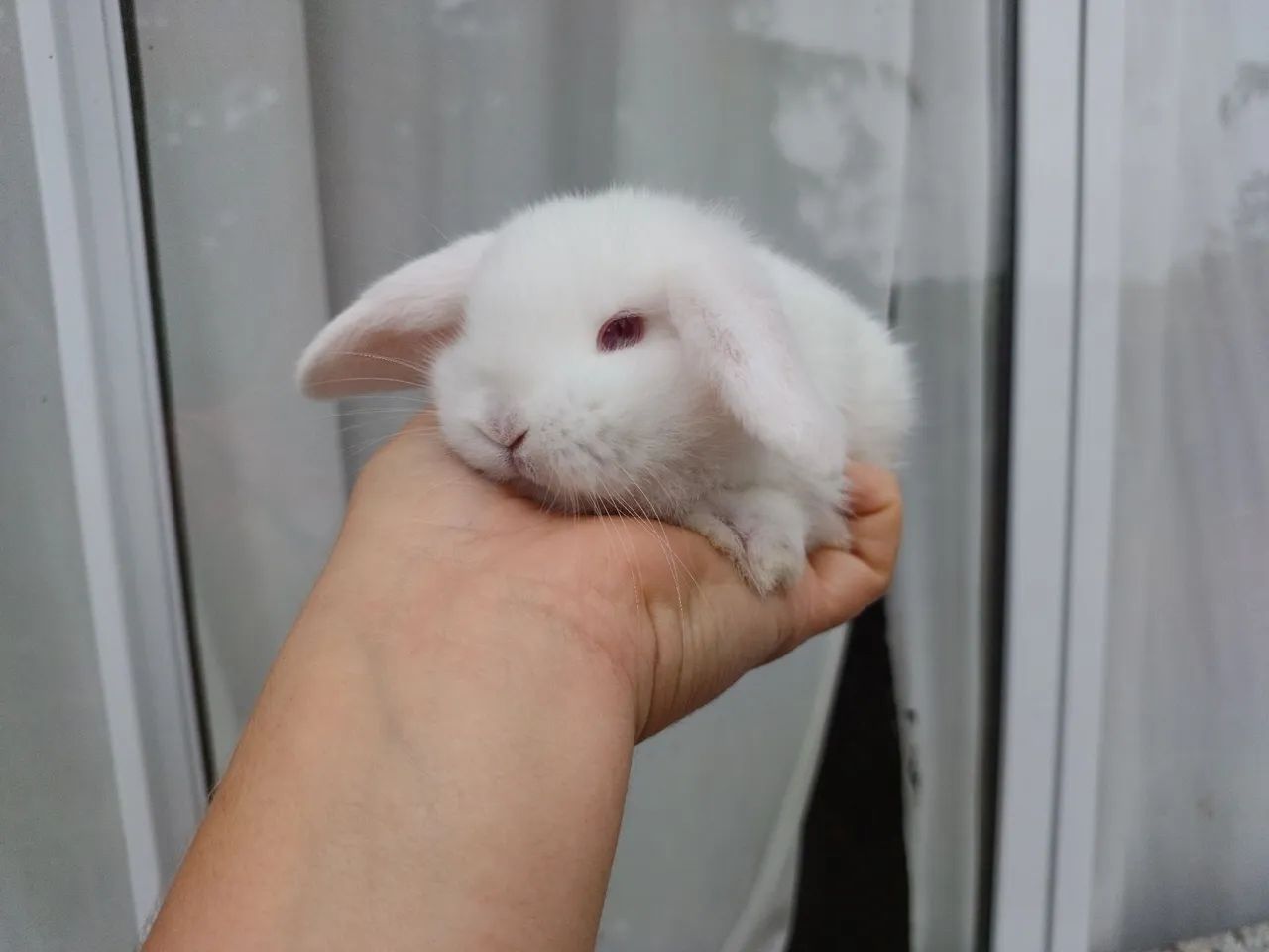 Coelho Mini Lop  - Foto 2