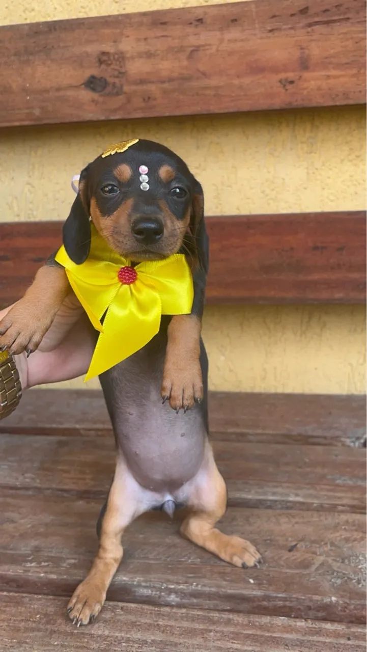 Basset Dachshund Fêmea mine preta e canela pedigree opção - Foto 2
