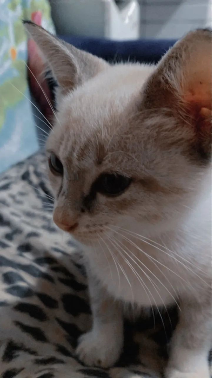 Gatinho disponível para adoção - Foto 4