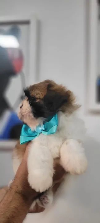 Shih-tzu Macho  - Foto 2