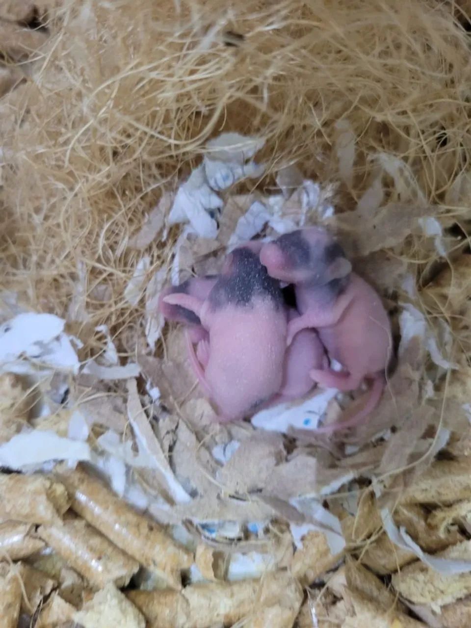 MINI rato! Filhotes de Topolinos. O menor camundongo do mundo