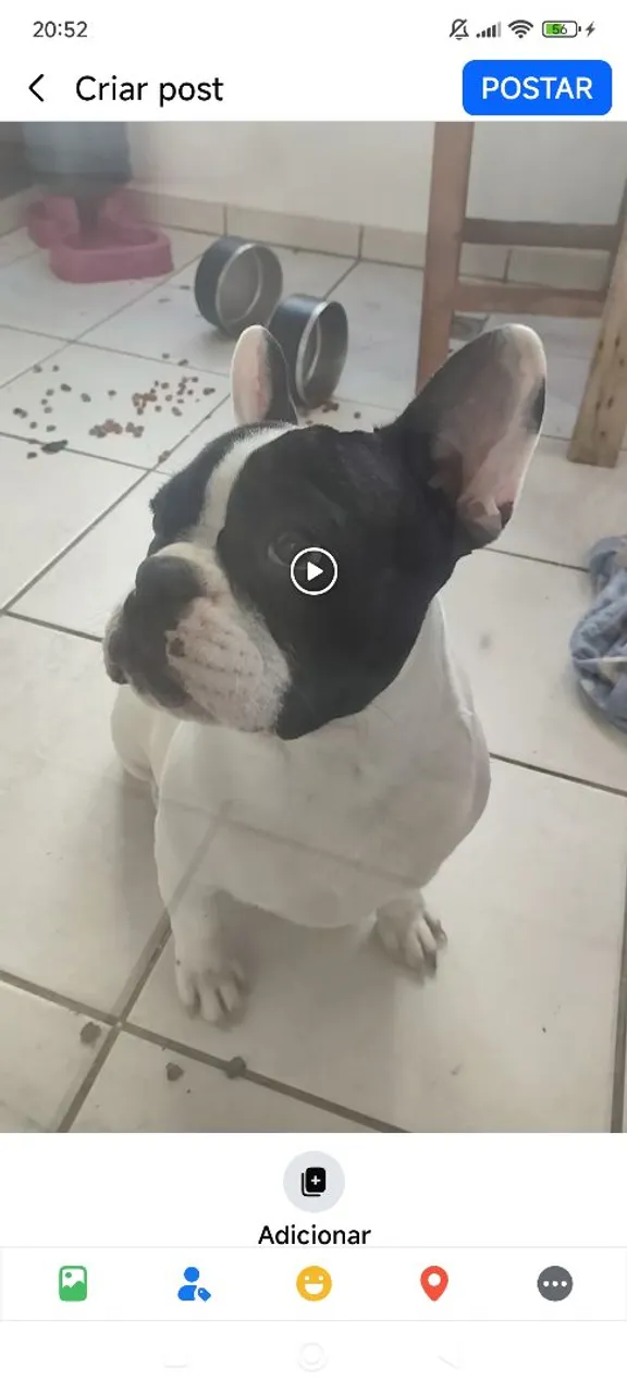 Filhote de Bulldog Francês para venda