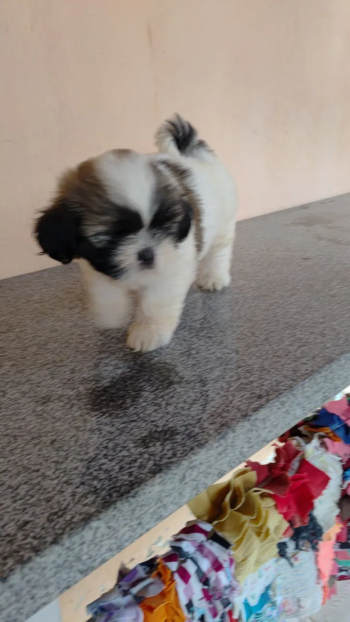 Filhote Shih Tzu