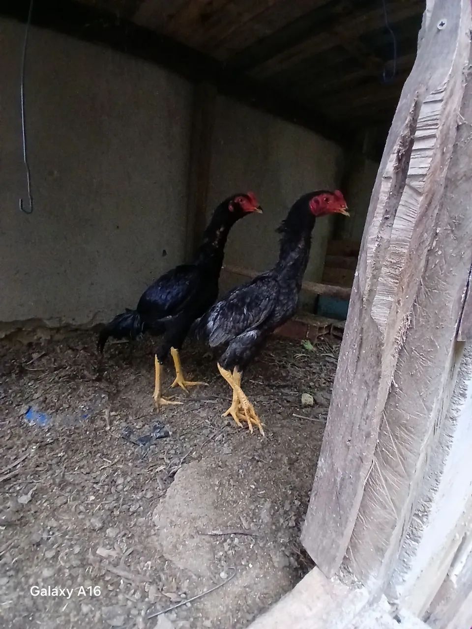 Galinha 64304560509315120