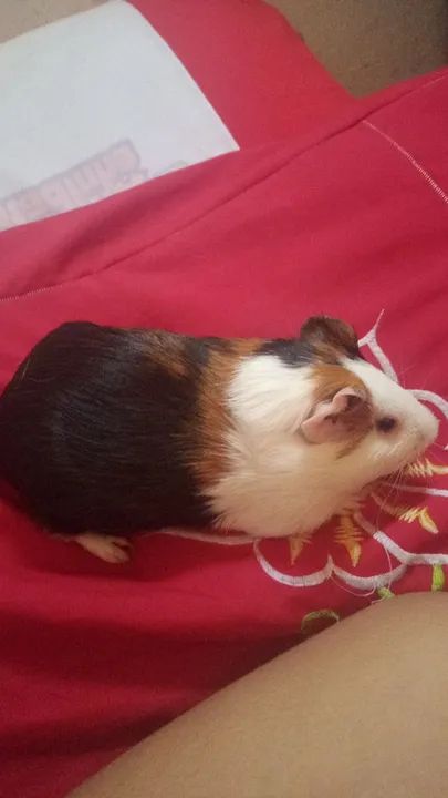 Porquinho da inda fofinho para adoção - Foto 3