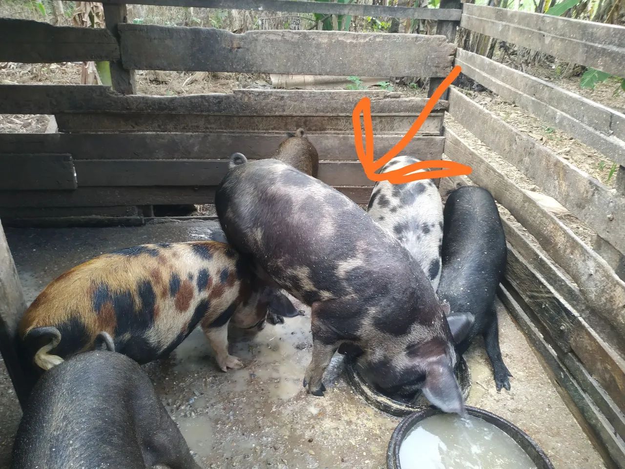 Porco inteiro grande.. novo 