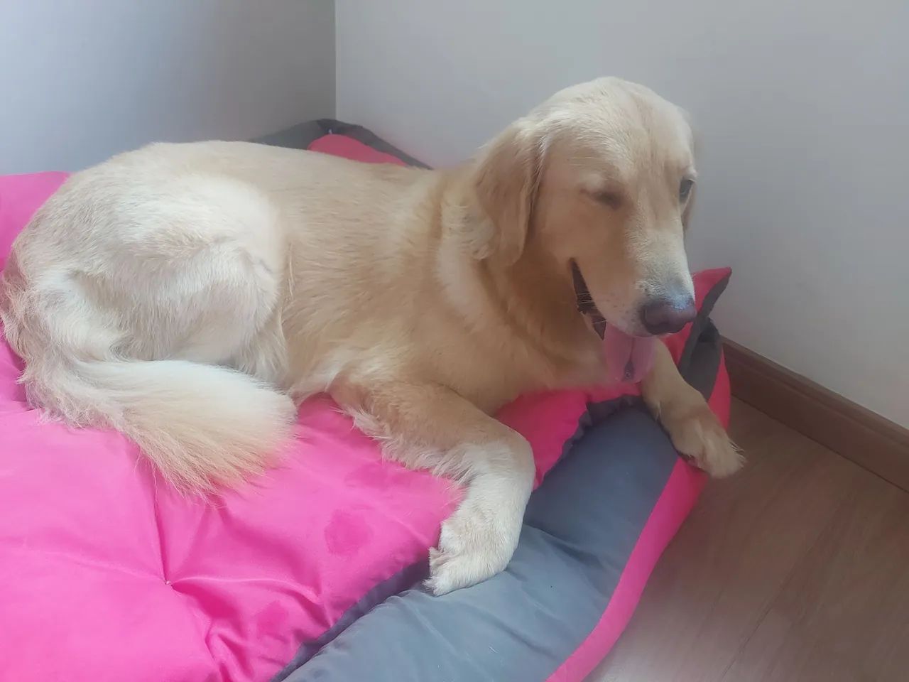 Cama para Cachorro de Porte Grande - Foto 5