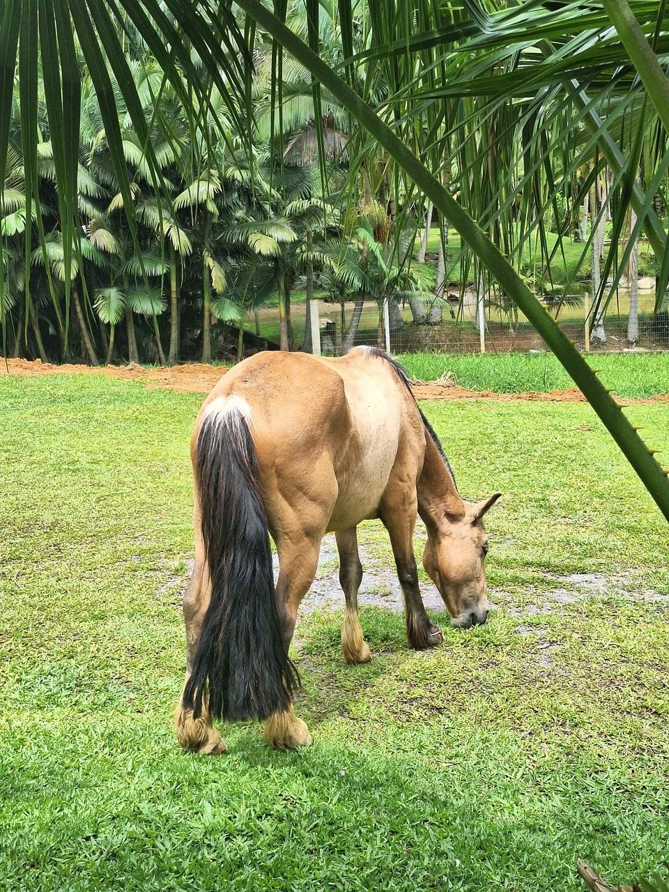 Vendo cavalo crioulo inteiro - Foto 4