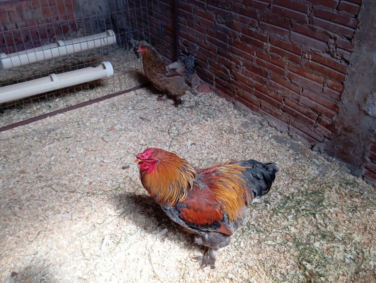 Aves Disponíveis - Foto 3