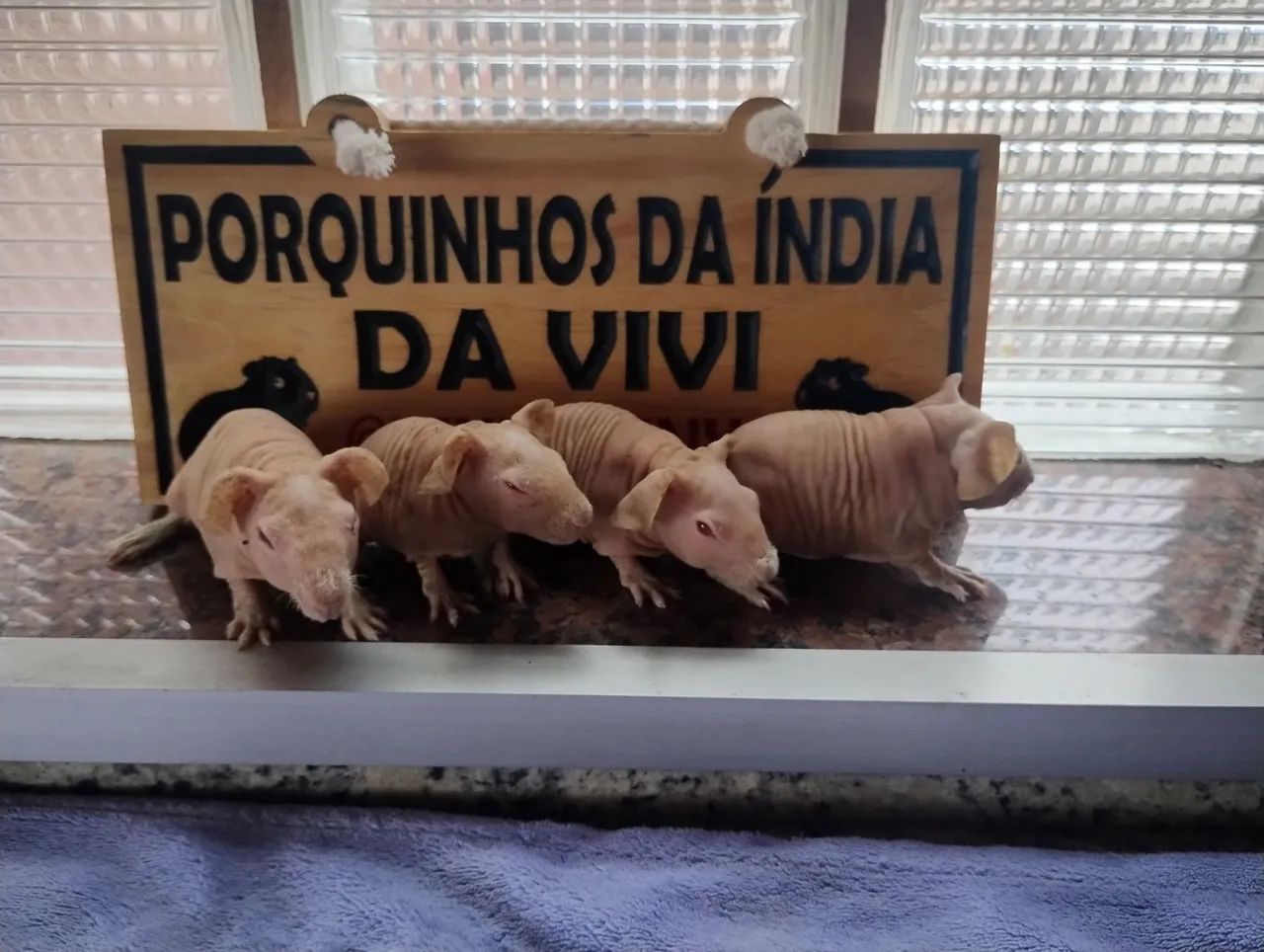 Porquinhos da Índia Skinny  - Foto 5