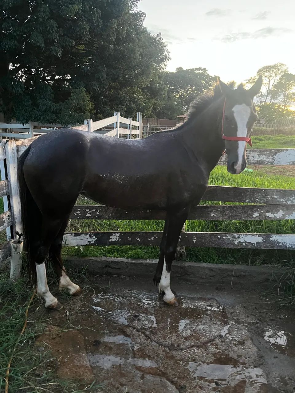 Egua mangalarda paulista 