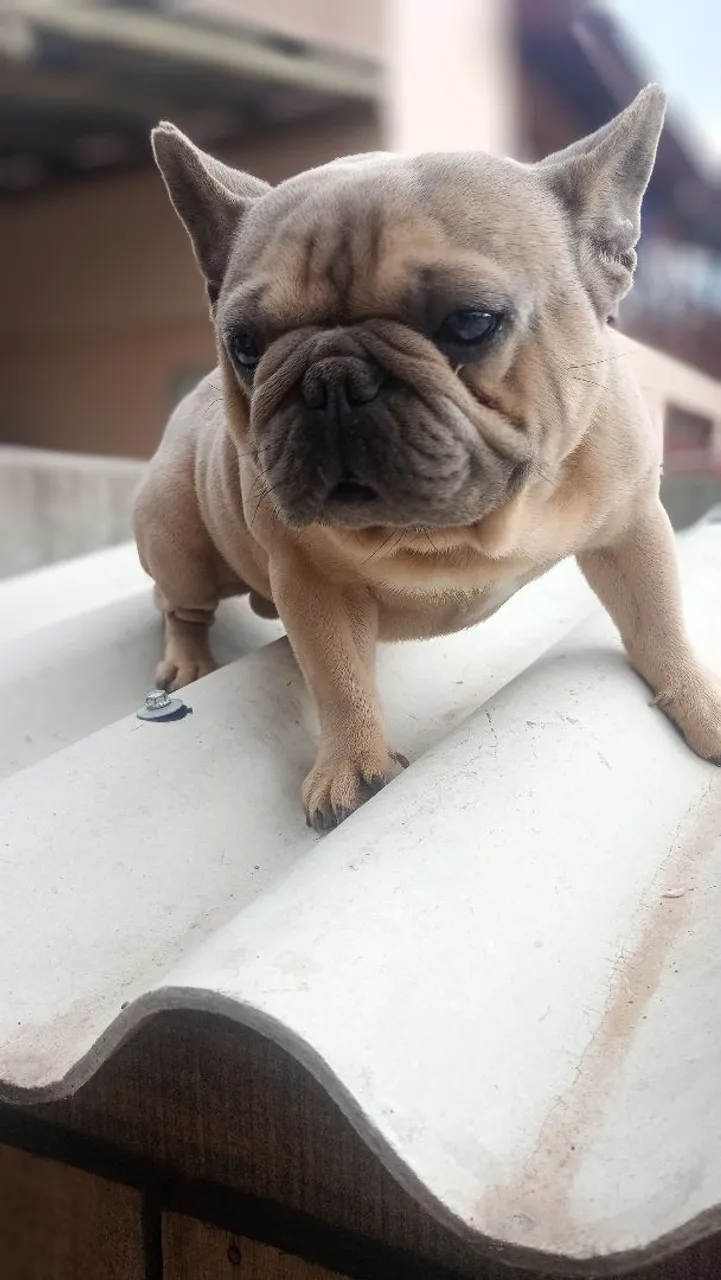 Filhote de Bulldog Francês