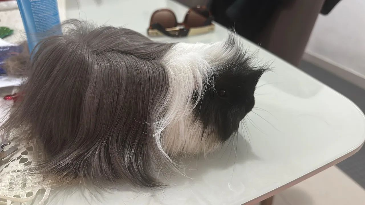 Porquinho da índia  - Foto 3