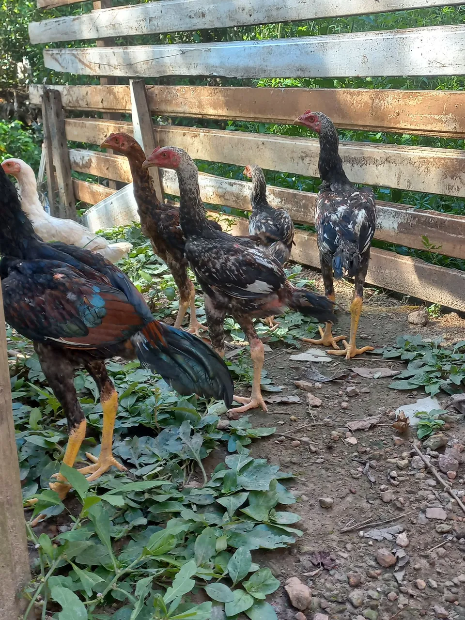 Frangos para venda