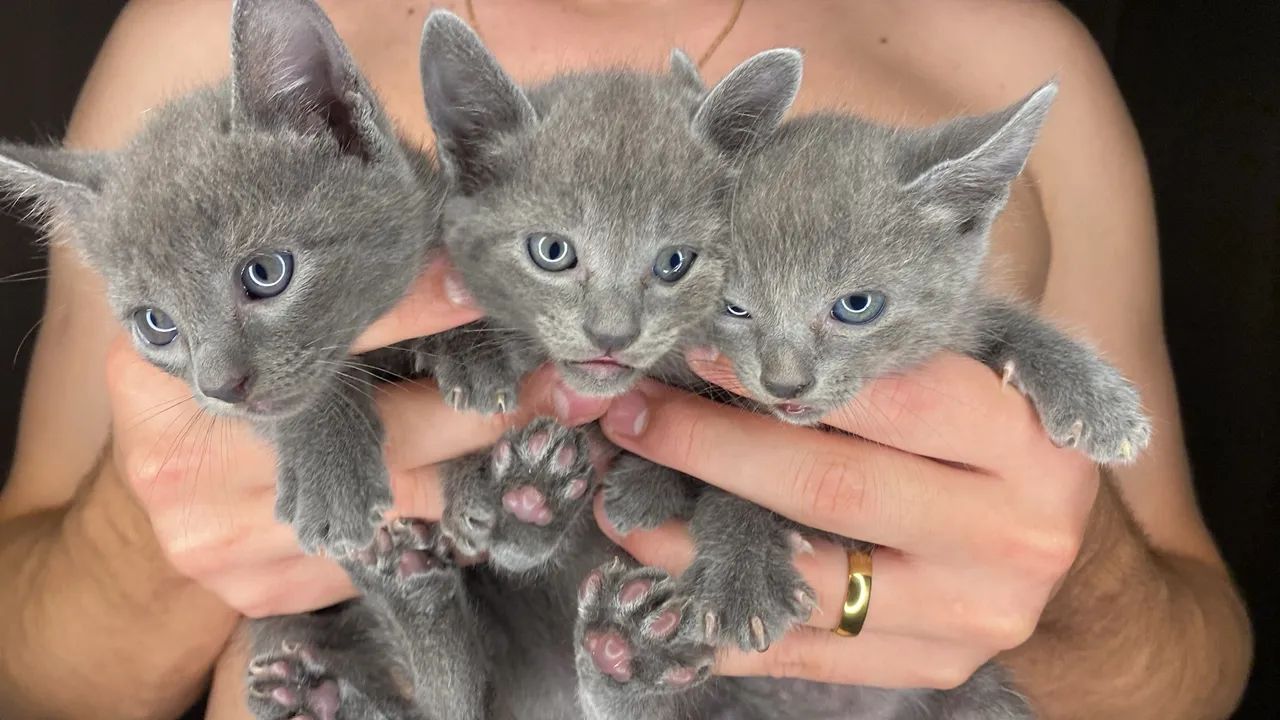 Russian blue  - Foto 2