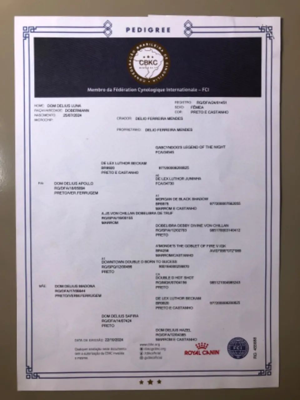 Filhotes puros da raça DOBERMAN - Foto 3