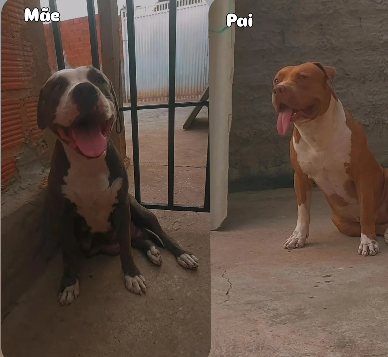 Filhotes de Pitbull