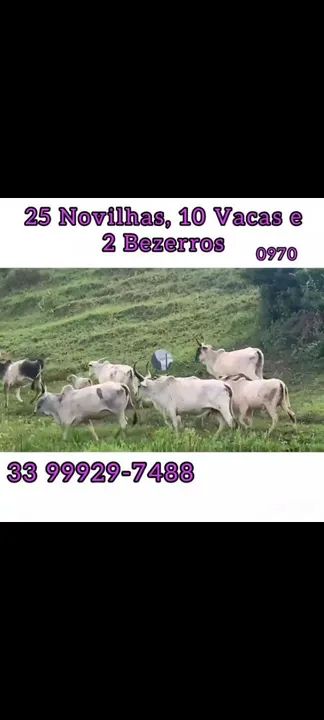 25 Novilhas, 10 vacas e 3 bezerros  - Foto 2