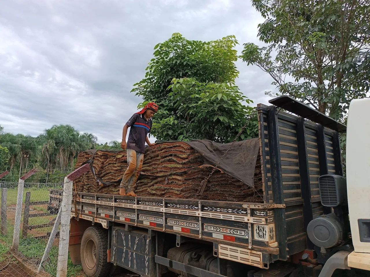 Gramas De Otima Qualidade  - Foto 3