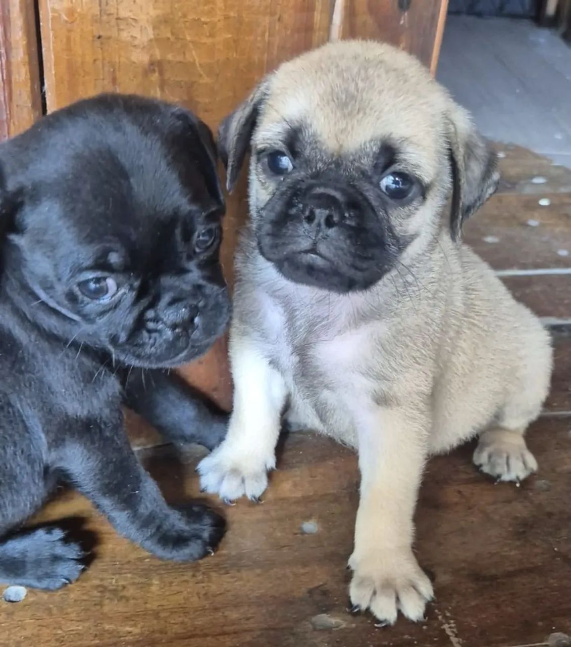 Filhotes de Pug: Fofura em Dose Dupla!