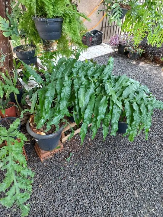 Samambaias  - Foto 2