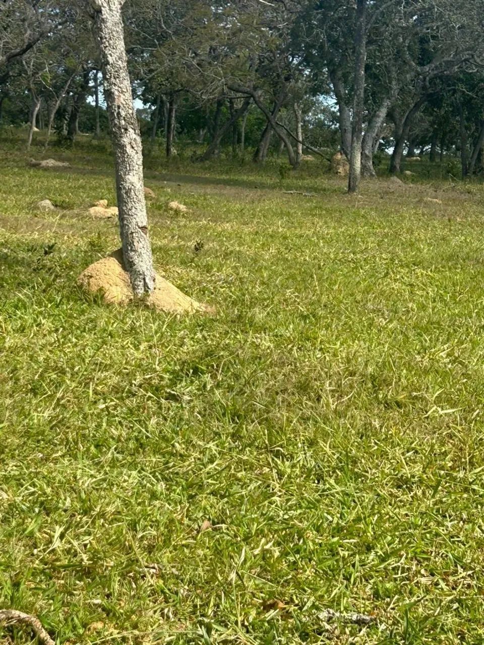 Terreno rural em mateus leme  - Foto 4