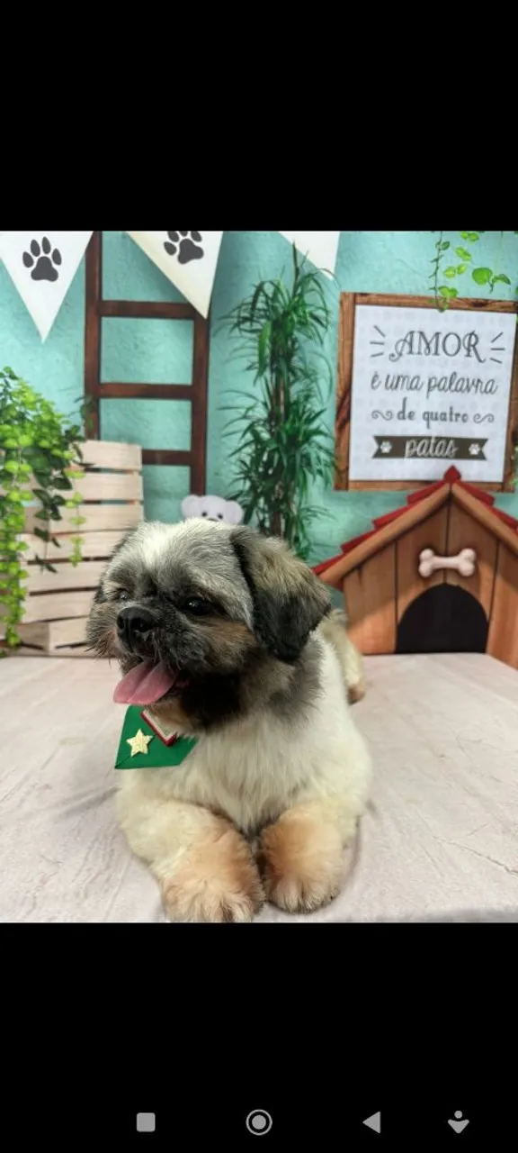 Shih Tzu Adorável
