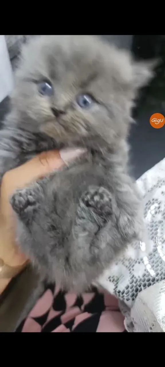 Gatinhos persa macho  - Foto 5