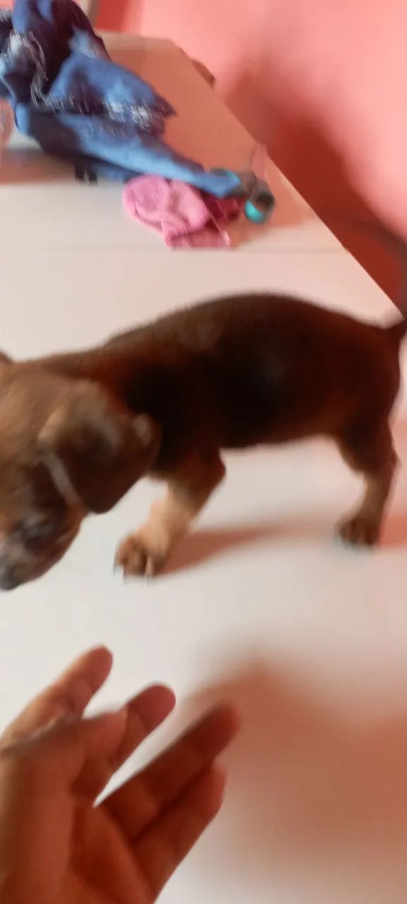 Filhote de Teckel, lindo e carinhoso! - Foto 5