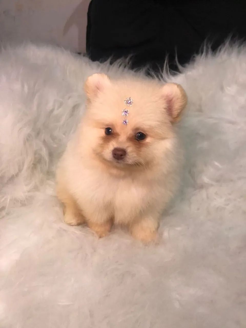 Lulu da pomerania 
