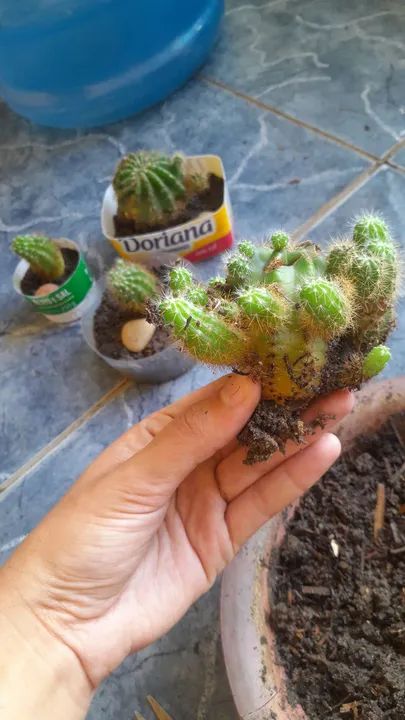 Cactus para venda - Foto 2