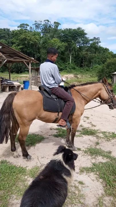 Pitiso 1.500 - Foto 2