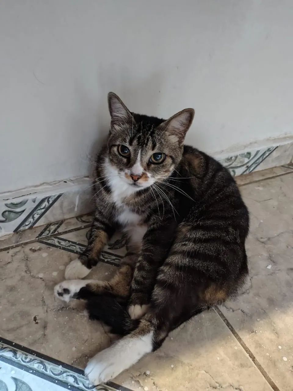 Adoção Responsável  - Foto 6