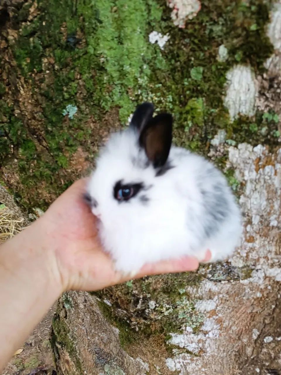 MAIOR e MENOR COELHO PET DO MUNDO - Foto 4