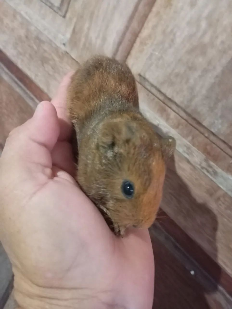 Vendo filhote de porquinho da índia  - Foto 3