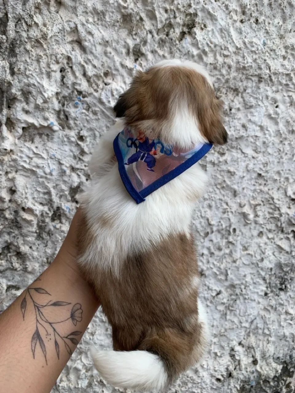 Shihtzu macho - Foto 4