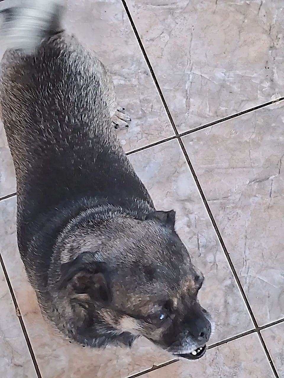 Pug Adorável para Adoção - Foto 3
