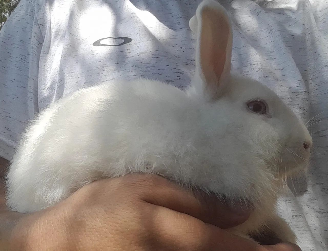 Coelho netherland Dawf  - Foto 5