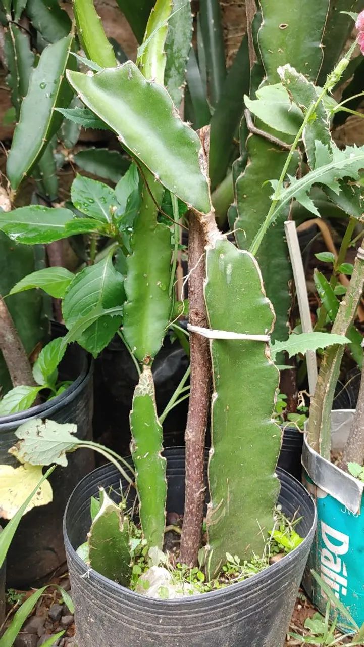 Pitaya  - Foto 3