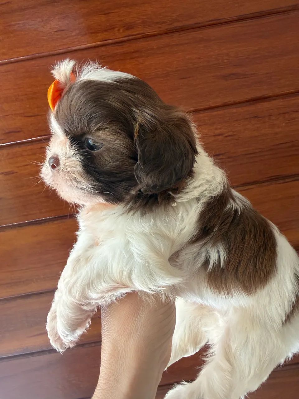 Shih tzu fêmea fígado 